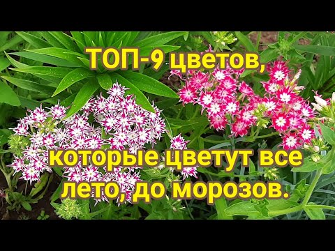 ТОП 9 цветов, которые цветут все лето до морозов