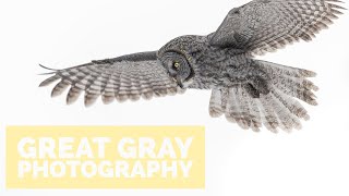 Great Gray Owl Photography in Yellowstone
