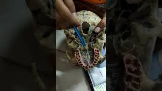 NORMA BASALIS ANTERIOR PART| SKULL| ANATOMY MODEL Norma Basalis Hard Palate