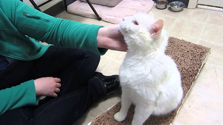 Watch the video about Cutest Pure White Color Different Breed Persian Kitten Playing With My Son