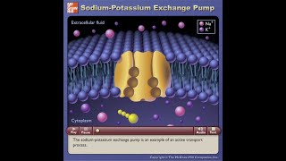 Sodium-Potassium Exchange Pump