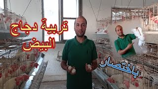 تربية #الدجاج البياض | laying hens #hen