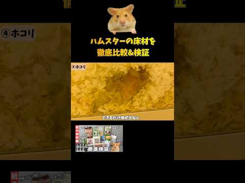 🔻ホコリの少ない床材がいい？　#ハムスター #ハムスター床材 #ゴールデンハムスター