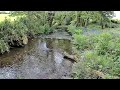 LIVE Woodland Stream & Bird Feeder Cam 🦦 | Otters & Nocturnal Wildlife 🌙 | Tamar Valley UK