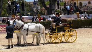 PREMIO INFANTIL EN HONOR A DÑA. MARÍA DELGADO FERIA DEL CABALLO DE JEREZ 2019