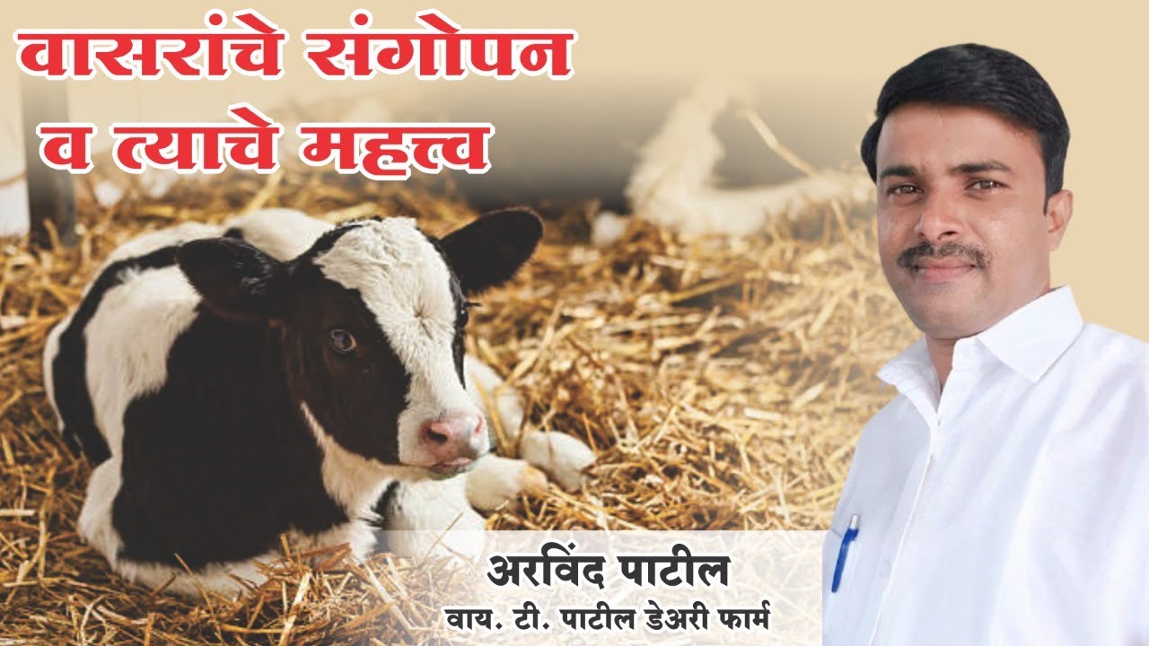 वासरांचे संगोपन व त्यांचे महत्त्व.