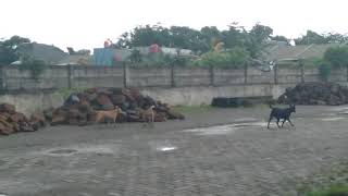 Wow keren ada anjing lagi latihan gerak jalan mundur