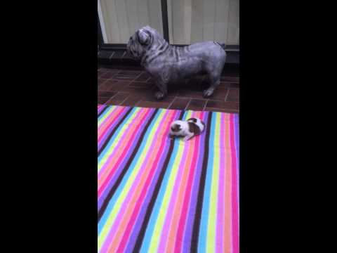 Tiny bulldog puppy learns how to bark