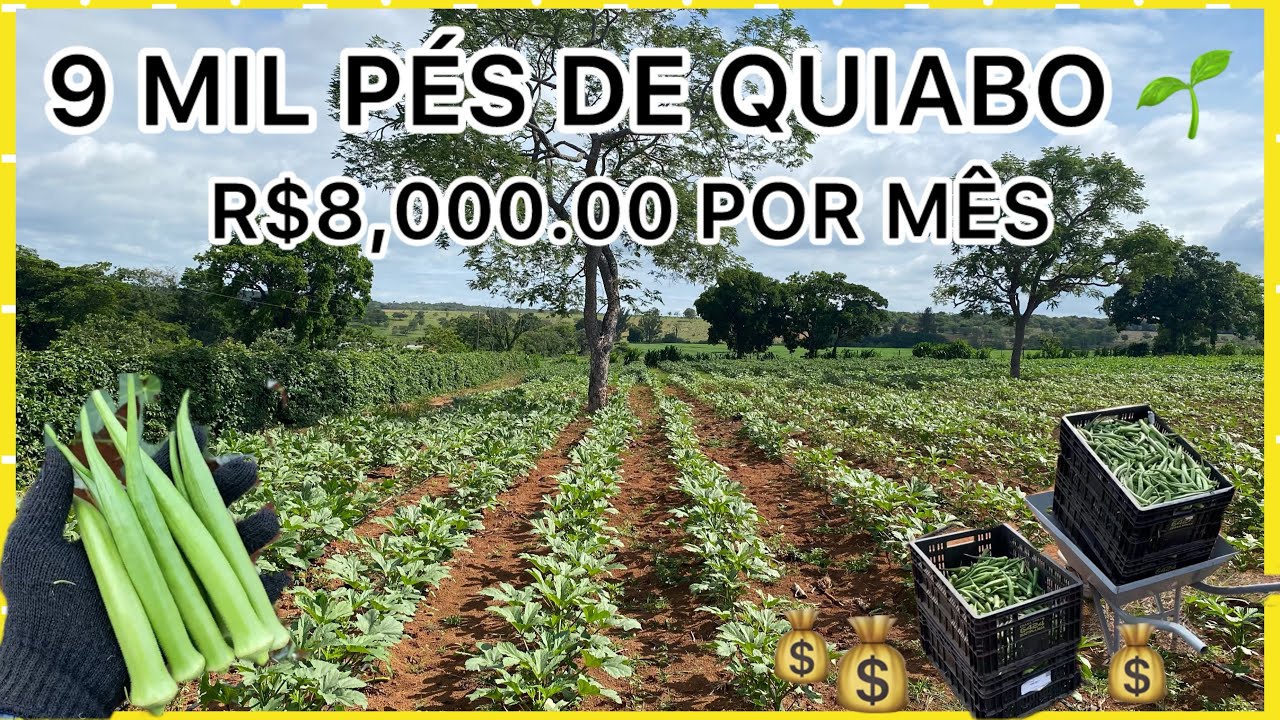 8 MIL REAIS POR MÊS COM 9 MIL PÉS DE QUIABO 🤠🙏🏼