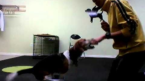 LoLaBuLand Puppy/Tricks Class Lesson 1 - Four Paws in Bowl