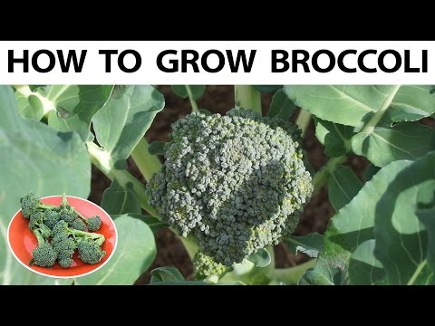 Video: Broccoli: Planting And Growing Rules