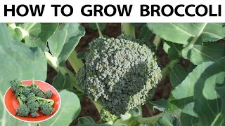 How to grow broccoli from seed  to harvest - A complete guide