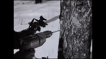 Vermont Daily Almanac - Maple Sugaring Series | April 1968