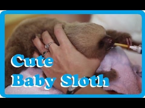 sloths revenge Baby Sloth