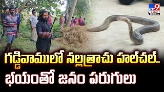 గడ్డివాములో నల్లత్రాచు హల్‌చల్‌..భయంతో జనం పరుగులు - TV9