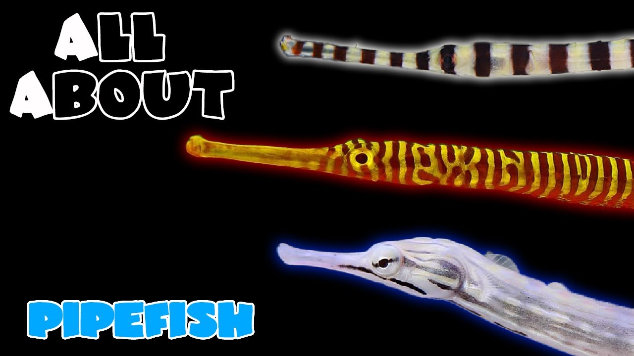 All About The Pipefish YouTube