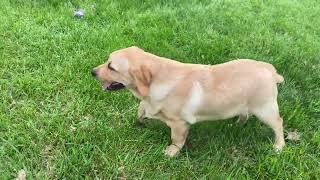 AKC English Labrador Puppies for sale