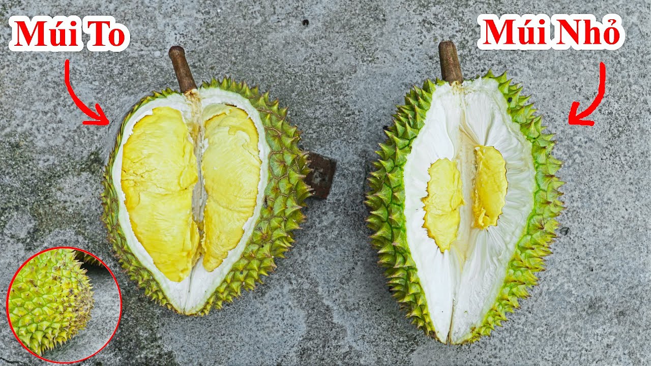 Nó Chính Xác Đến 99,9% ! Cách Lựa Mua Trái Sầu Riêng Vỏ Mỏng Múi To Cực Hay . Mẹo Mua Sầu Riêng Ngon