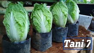 Menanam sawi putih di polybag hasilnya diluar dugaan - ini tipsnya | Tani 7