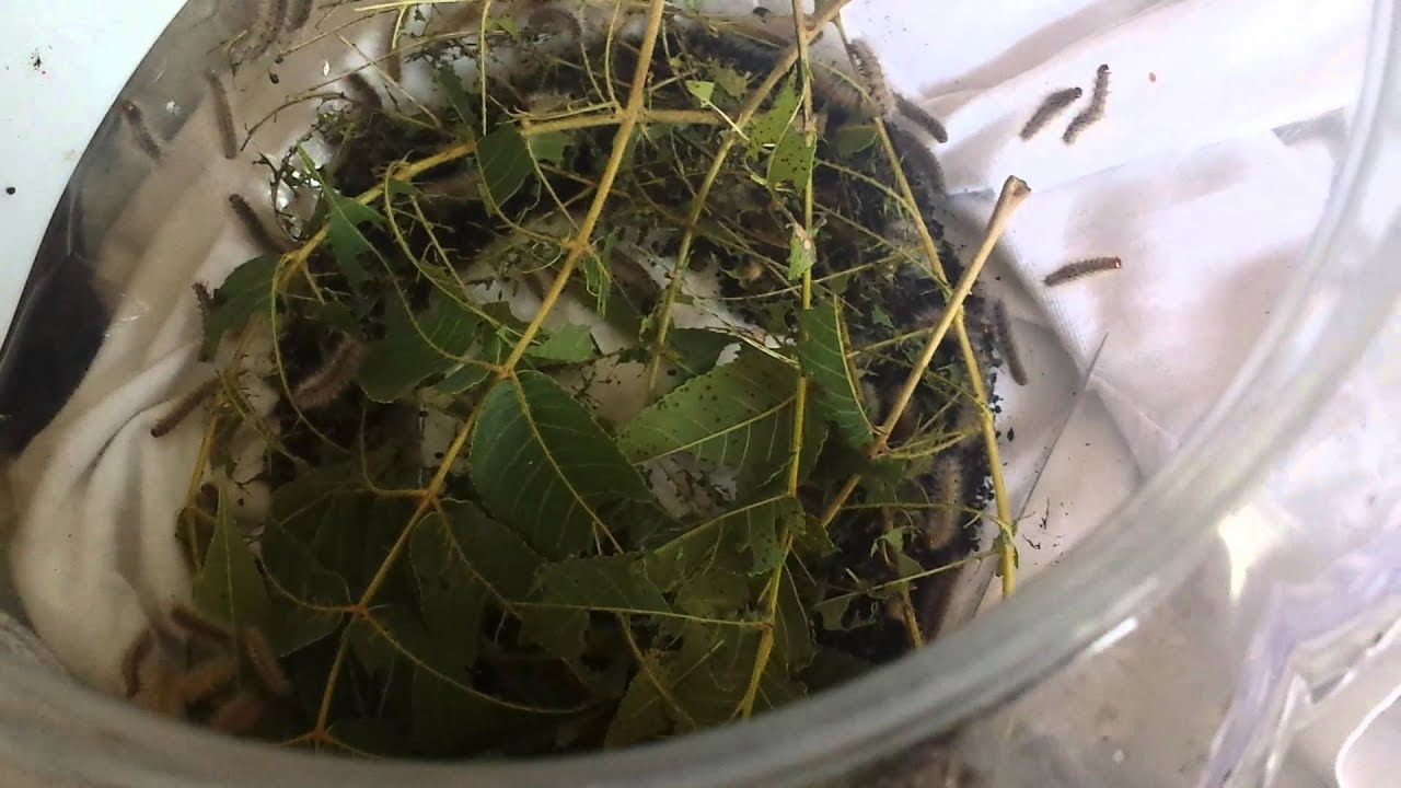 insects picture Fall Webworm Rush Hour