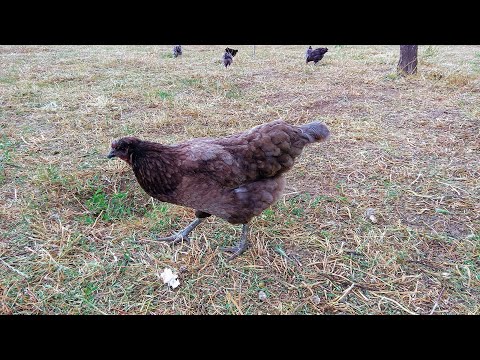 Video: Tavuk, Yumurta Ve Tavşan: Besin Enerji Listemde Hangisi İlk Sırada?