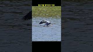 왜가리~ 물고기를 떨어뜨린 이유! 실수~ 포기~