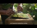 Mexique : les étonnantes curiosités du Yucatán｜TF1 INFO