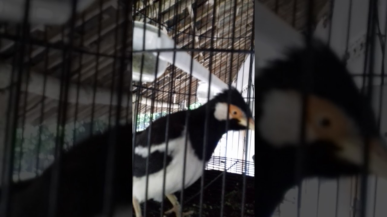 Kicau Keren Si "Rambo"...Jalak Suren lokal Blitar... 