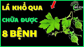 8 Lợi Ích Chữa Được 8 Căn Bệnh Thường Gặp Nhất Của Lá Khổ Qua Rừng - kênh sức khoẻ bổ ích