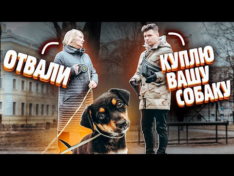 Куплю вашу собаку Социальный эксперимент / Сколько стоит любовь? Реакция собачников на покупку пса