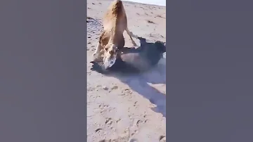 الجمل غاضب من الحصان 