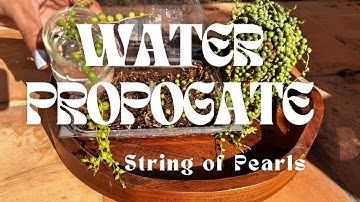 How to  propagate Senecio String of Pearls