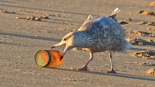 Gull Playing with Jar Union Beach NJ