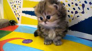 Cute Persian kittens: the 'I' Litter 1 of ?  7.10.11