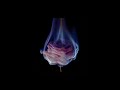 (FREE) Zamdane x Rounhaa Intro Type Beat - "Bleu feu"