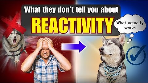 Dog Trainers Hate That I’m Exposing THIS Reactivity Truth