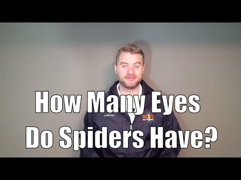 How many eyes do spiders have?