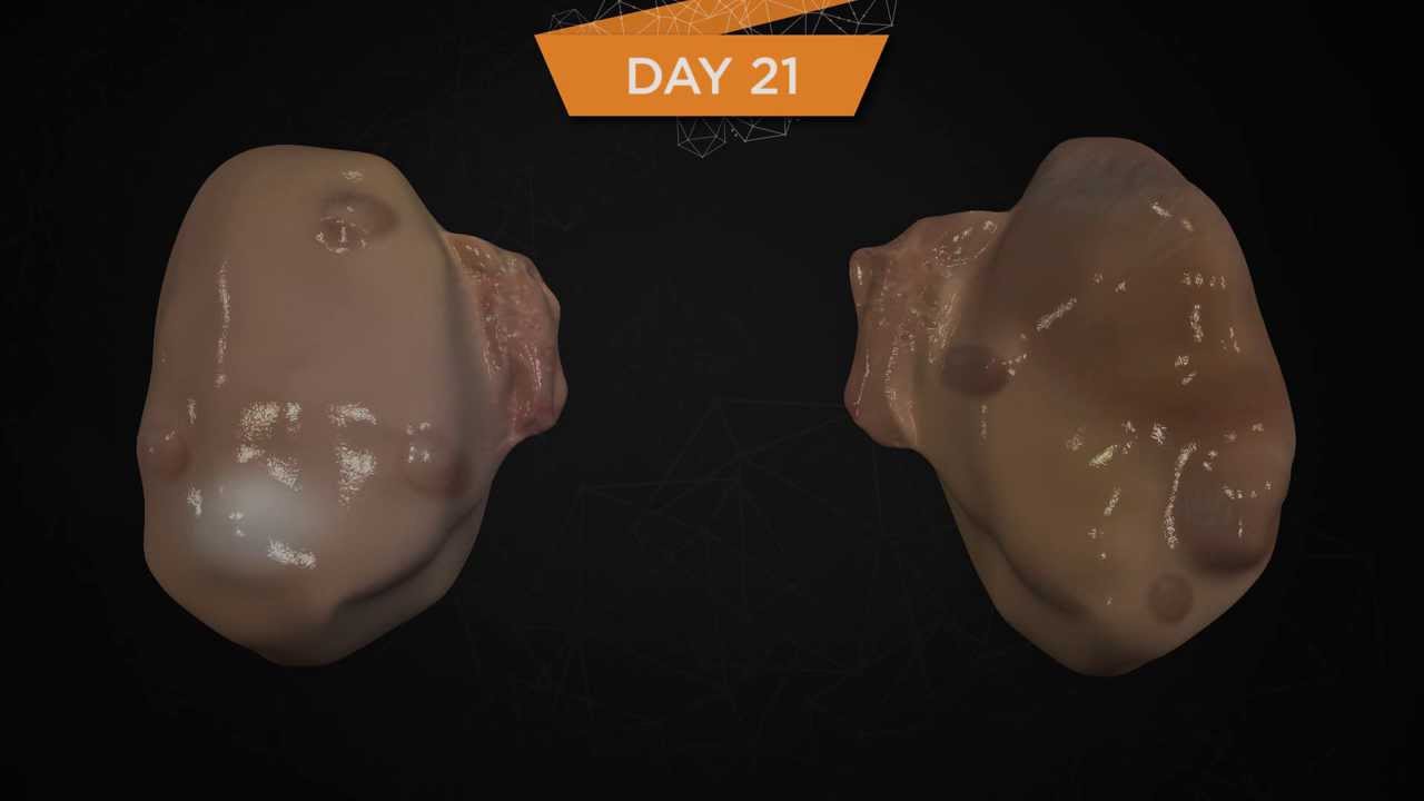 Follicle And CL Development During The Estrous Cycle Of Dairy Cows follicle-and-cl-development-during-the-estrous-cycle-of-dairy-cows