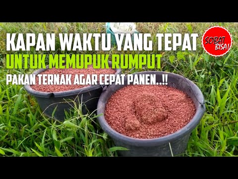 Video: Tips Memberi Makan Rumput - Bagaimana Dan Kapan Memberi Pupuk Di Rumput