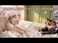 猫が2匹同時にフミフミしているのは、何故なのか?!
