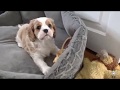 Цуценята Кавалер Кінг Чарльз Спанієль. Ранок. Puppies Cavalier King Charles Spaniel. Morning.