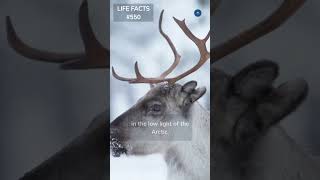 550. Seeing in the Snow: How Reindeer Eyes Adapt for Winter Wonderland!