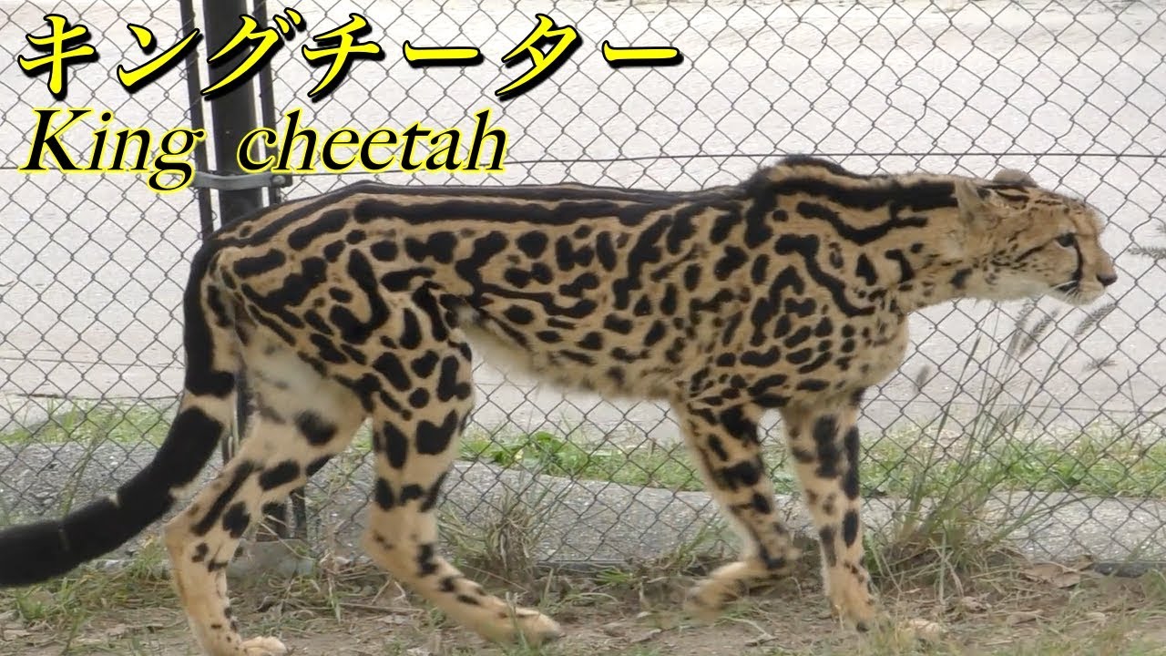 知ってる キングチーターの生態 突然変異で誕生した珍しいチーター King Cheetah Youtube