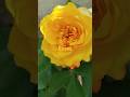Roses are blooming🌿🍃 || home gardening👍| #shorts #gardening #flowers 🌸🌺