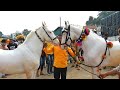 YEOLA HORSE MARKET 2020 Video 3