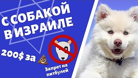 Жизнь в Израиле с собакой. Правила, законы, условия и нюансы содержания