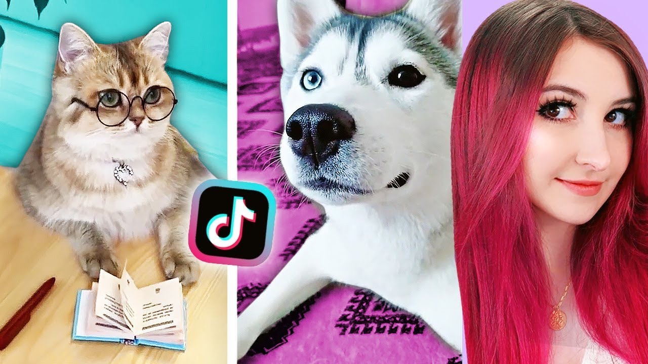 Cute Animal Tik Toks That Will Make Your Day - YouTube