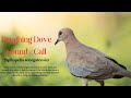 Laughing Dove Sound Call Palm Dove Sound Call Laughing Turtle Dove Call Sound Dove Species 