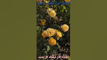 تلاوة مريحة وهادئةلما تيسر من سورة يس بصوت علي العجمي  quran