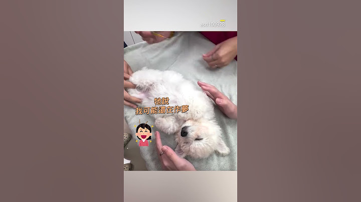 比熊被打針竟能熟睡？反應太遲鈍網笑：還以為有打麻醉@cosmosviral